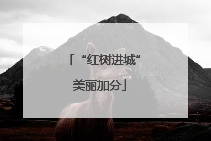 “红树进城” 美丽加分