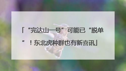 “完达山一号”可能已“脱单”！东北虎种群也有新喜讯