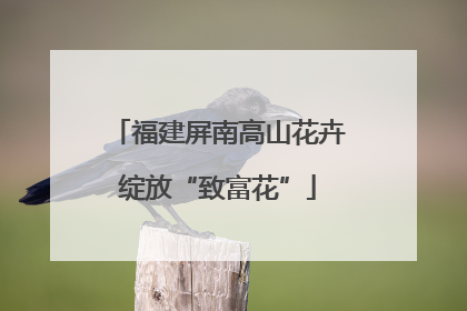 福建屏南高山花卉绽放“致富花”