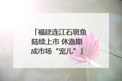 福建连江石斑鱼陆续上市 休渔期成市场“宠儿”