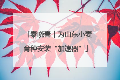 秦晓春｜为山东小麦育种安装“加速器”