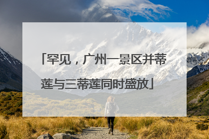 罕见，广州一景区并蒂莲与三蒂莲同时盛放