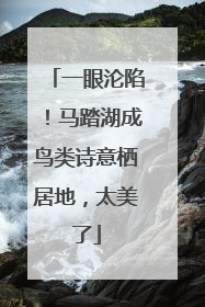 一眼沦陷！马踏湖成鸟类诗意栖居地，太美了