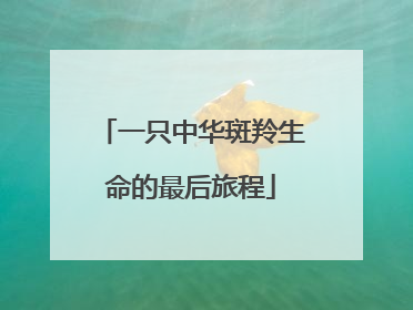 一只中华斑羚生命的最后旅程
