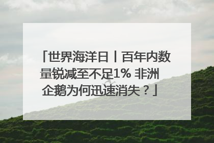 世界海洋日丨百年内数量锐减至不足1% 非洲企鹅为何迅速消失？