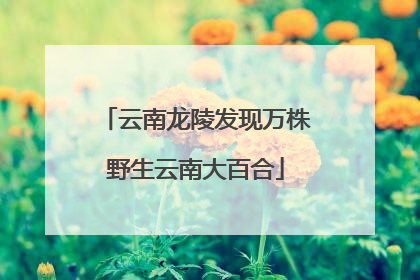 云南龙陵发现万株野生云南大百合