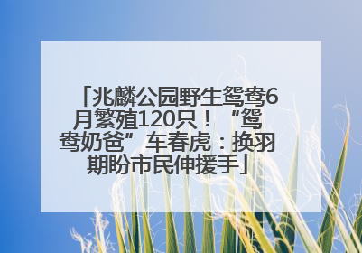 兆麟公园野生鸳鸯6月繁殖120只！“鸳鸯奶爸”车春虎：换羽期盼市民伸援手