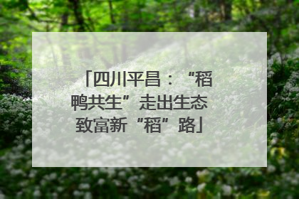 四川平昌：“稻鸭共生”走出生态致富新“稻”路