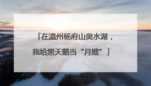 在温州杨府山奥水湖，我给黑天鹅当“月嫂”