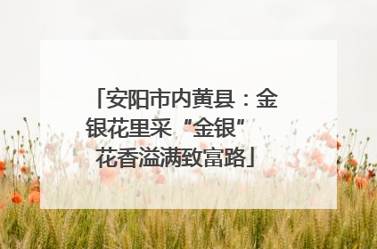 安阳市内黄县：金银花里采“金银” 花香溢满致富路