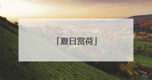 夏日赏荷