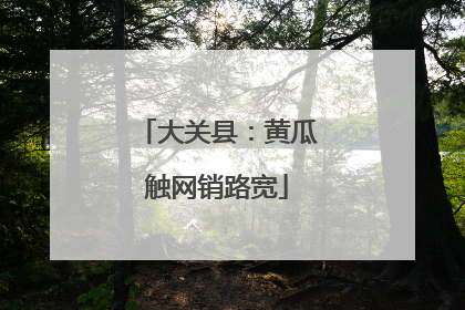 大关县：黄瓜触网销路宽