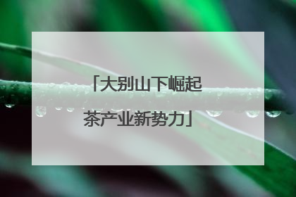 大别山下崛起茶产业新势力