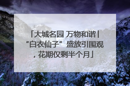 大城名园 万物和谐│“白衣仙子”盛放引围观，花期仅剩半个月