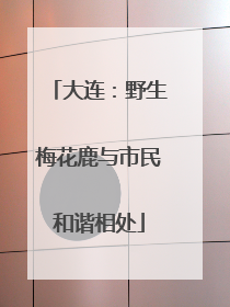 大连：野生梅花鹿与市民和谐相处