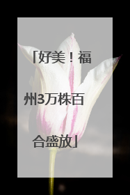 好美！福州3万株百合盛放