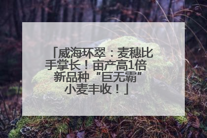 威海环翠：麦穗比手掌长！亩产高1倍 新品种“巨无霸”小麦丰收！