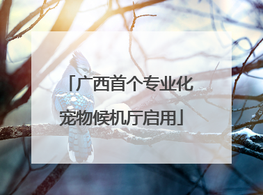 广西首个专业化宠物候机厅启用
