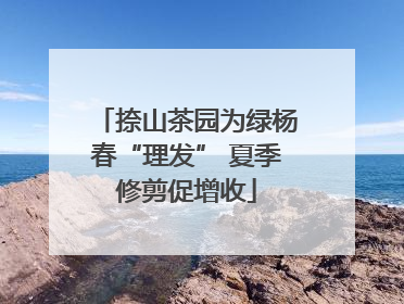捺山茶园为绿杨春“理发” 夏季修剪促增收