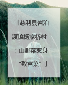 慈利县岩泊渡镇杨家桥村：山野菜变身“致富菜”