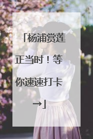 杨浦赏莲正当时！等你速速打卡→