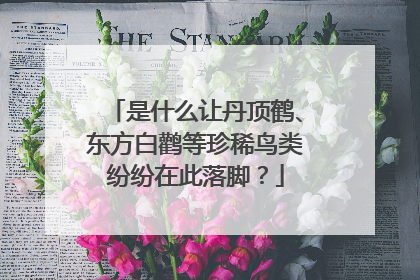 是什么让丹顶鹤、东方白鹳等珍稀鸟类纷纷在此落脚？
