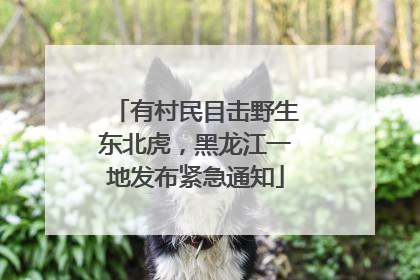 有村民目击野生东北虎，黑龙江一地发布紧急通知