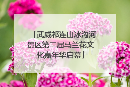 武威祁连山冰沟河景区第二届马兰花文化嘉年华启幕