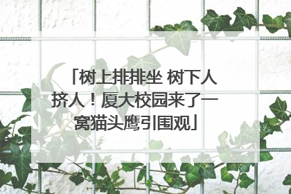 树上排排坐 树下人挤人！厦大校园来了一窝猫头鹰引围观
