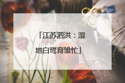 江苏泗洪：湿地白鹭育雏忙