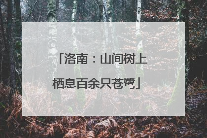 洛南：山间树上栖息百余只苍鹭