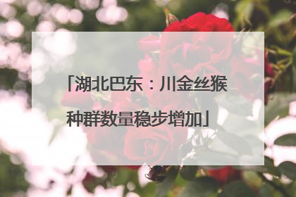 湖北巴东：川金丝猴种群数量稳步增加