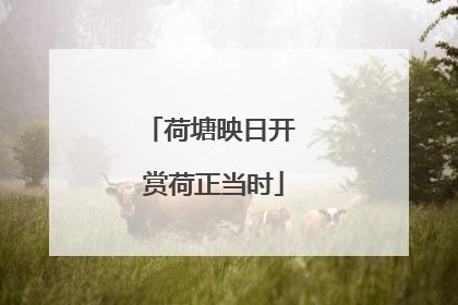 荷塘映日开 赏荷正当时