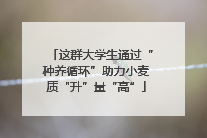 这群大学生通过“种养循环”助力小麦质“升”量“高”