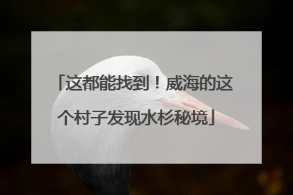 这都能找到！威海的这个村子发现水杉秘境