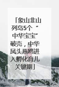 象山韭山列岛5个“中华宝宝”破壳，中华凤头燕鸥进入孵化育儿关键期