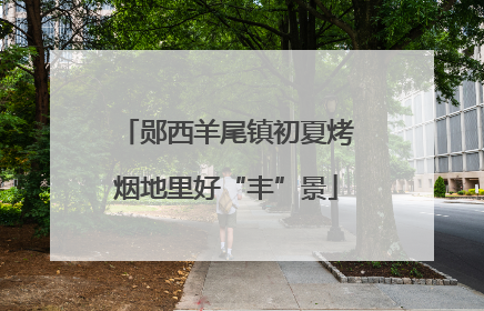 郧西羊尾镇初夏烤烟地里好“丰”景