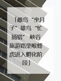 雌鸟“坐月子”雄鸟“忙捕猎” 峡谷旅游路栗喉蜂虎进入孵化阶段