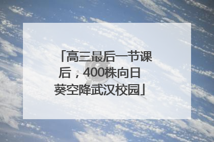 高三最后一节课后，400株向日葵空降武汉校园