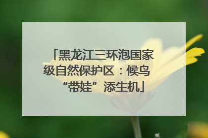 黑龙江三环泡国家级自然保护区：候鸟“带娃”添生机