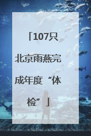 107只北京雨燕完成年度“体检”
